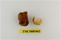 藏品(印紋真寄居蟹)的圖片